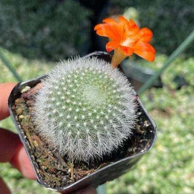 2"pot Live Cactus plant Rebutia Muscula - Variant 3