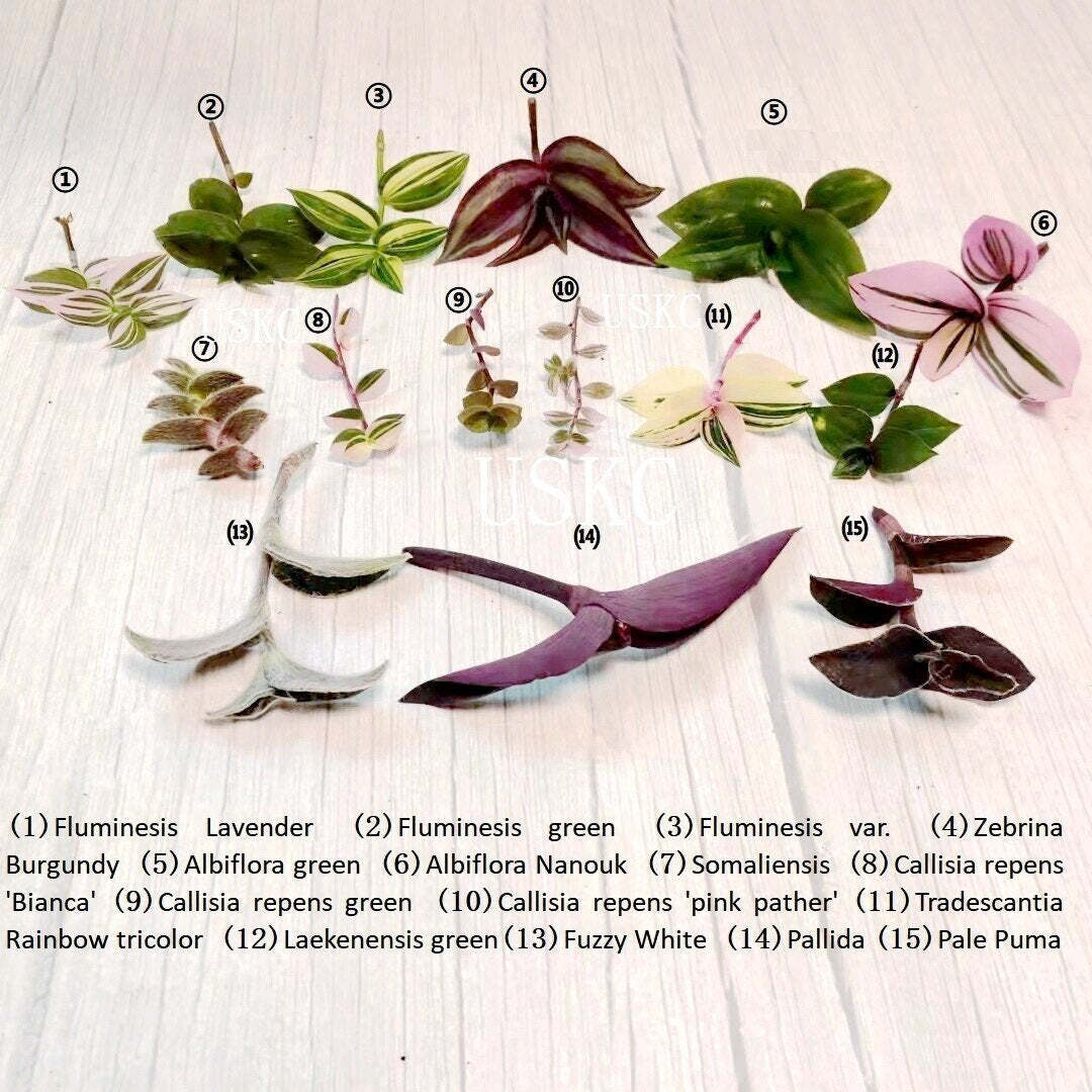 Cuttings/Rooted 2" pot Wandering Jew Tradescantia/Callisia - 2"pot Nanouk