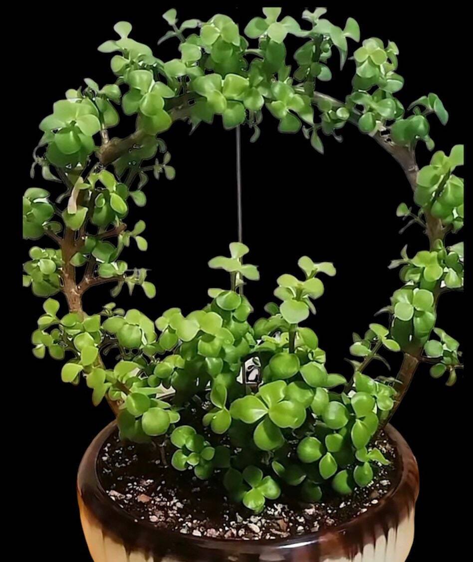 2” pot succulent Plants Elephant Bush - Variant 2