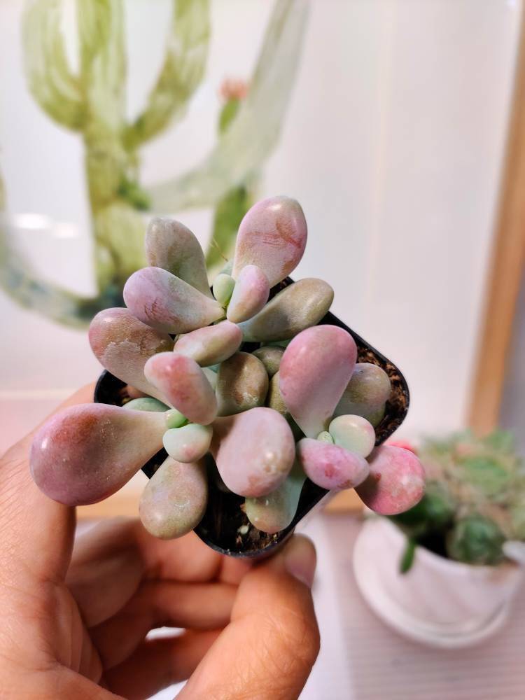 2" pot 4"pot Succulent Plants Pachyphytum Oviferum Pink Moonstones - 2"pot triple heads