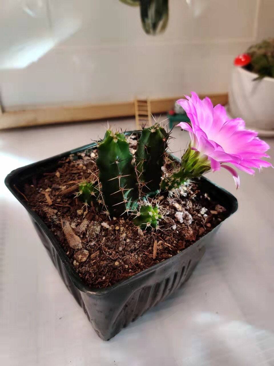 2"pot 4"pot Live cactus Echinocereus Pentalophus - 4"pot