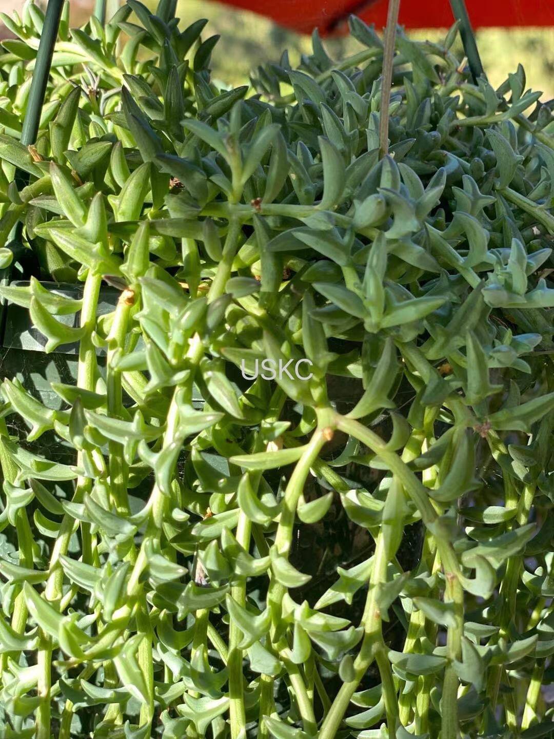 String of Dolphins Succulent | Live Cuttings or 2" Potted Plant