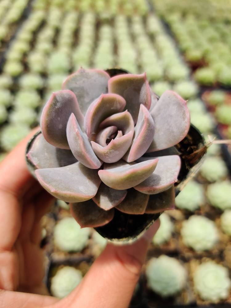2"pot 4"potSucculent Plants Echeveria Orion - 4"pot