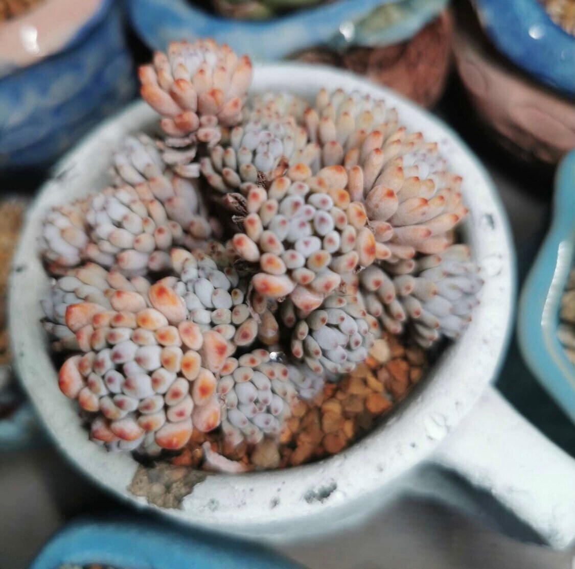 2"pot 4"pot Succulent Plants Graptopetalum Blue Beans - Variant 5