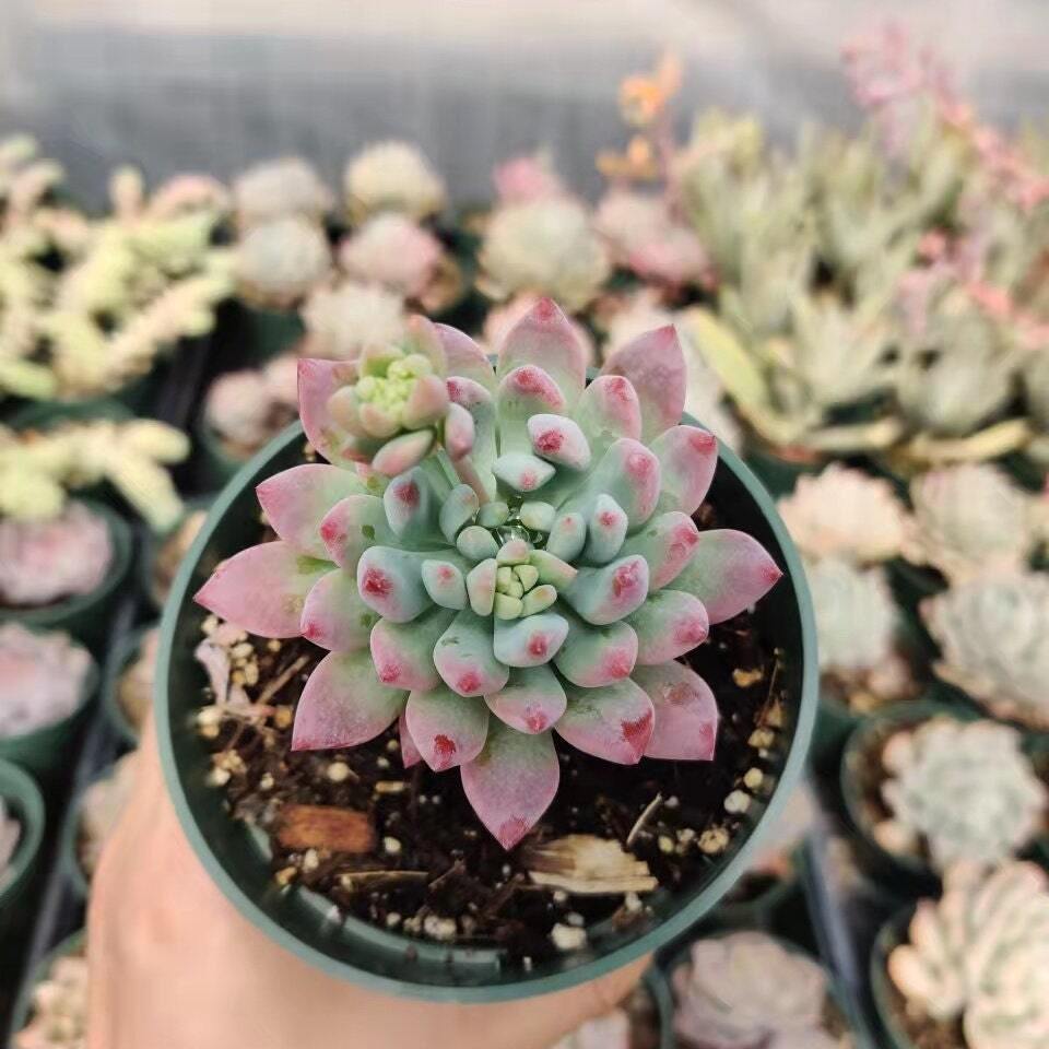 2"pot 4"pot Live Succulent plant Echeveria Blue Elf/Blue Apple - 4"pot