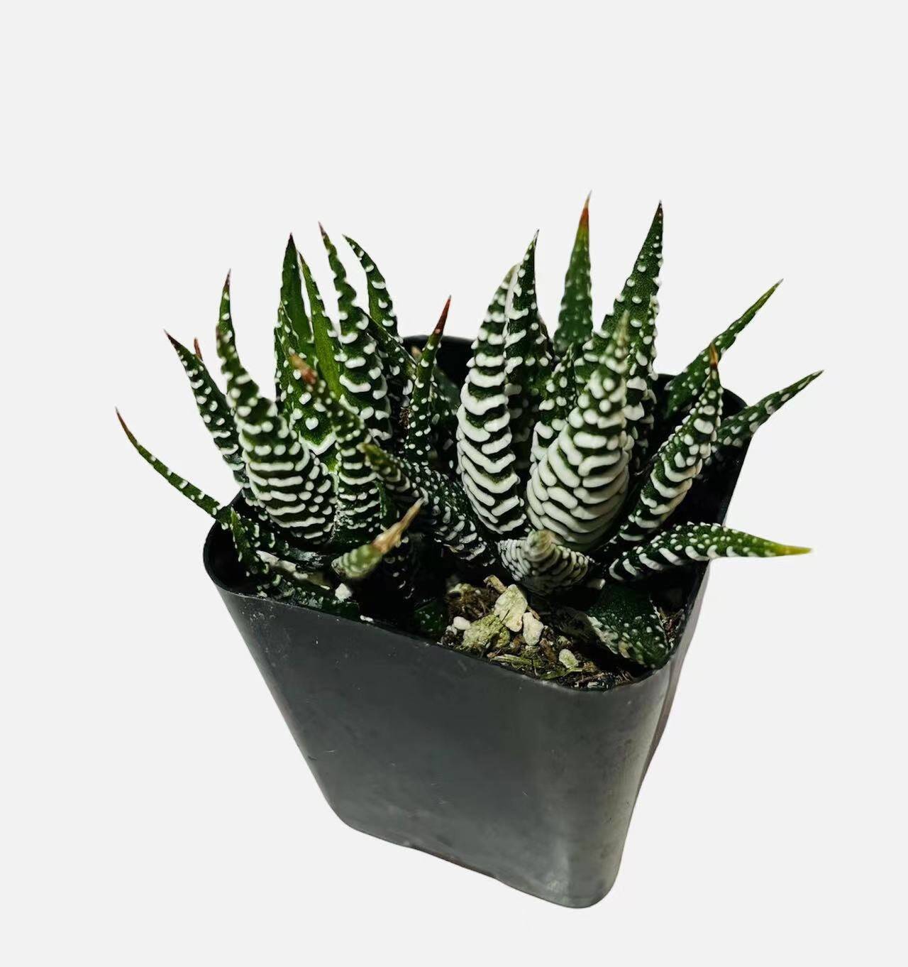 2”pot Succulent Plants Haworthia Faciata - Variant 2