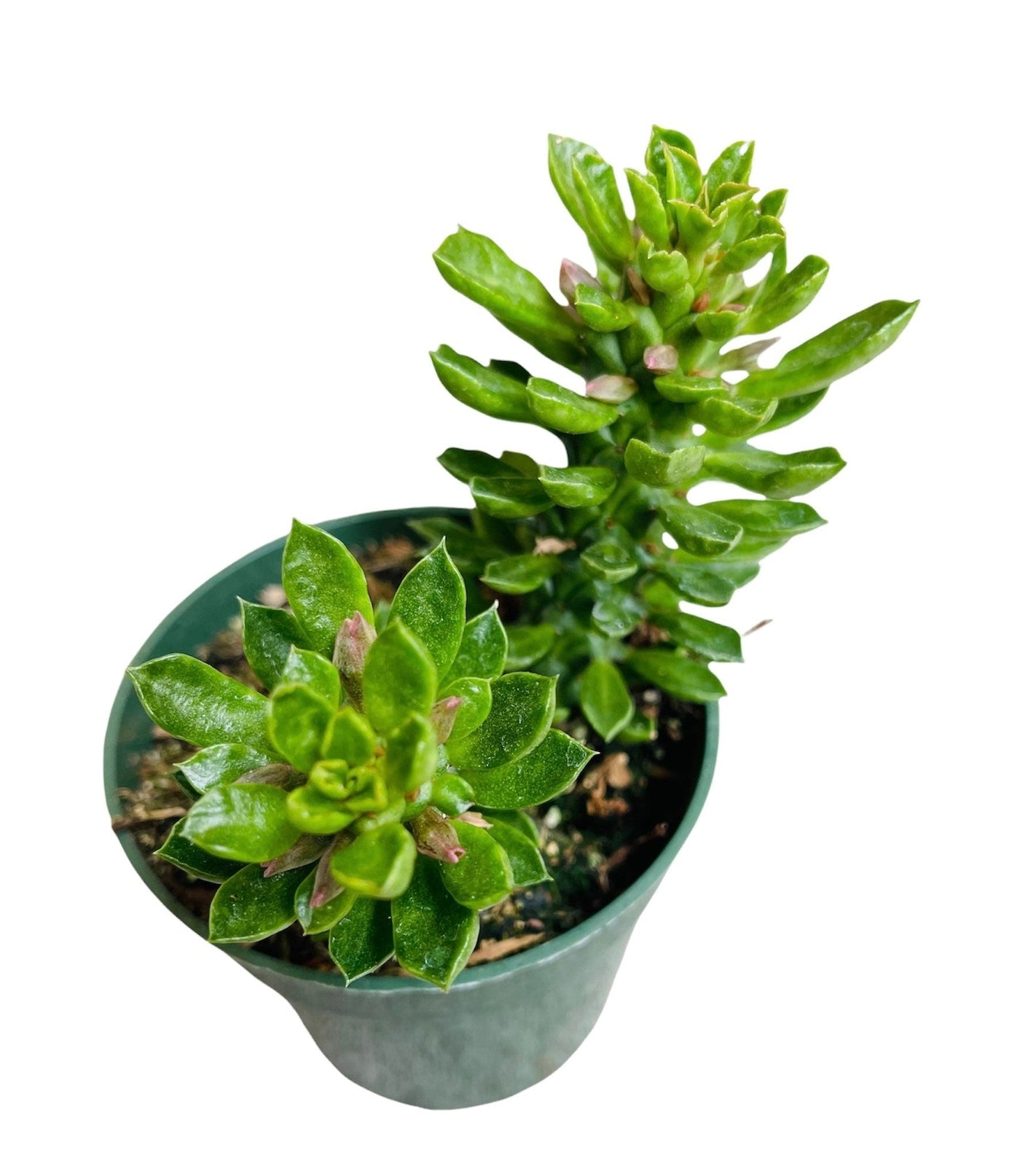 4”pot Succulent Plants Euphorbia guentheri