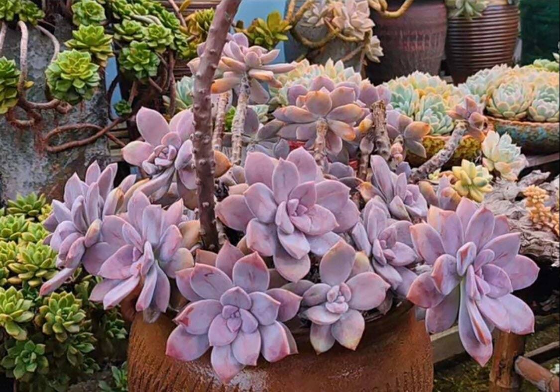 2”pot 4"pot Succulent Plants Graptopetalum Superbum - 4"pot