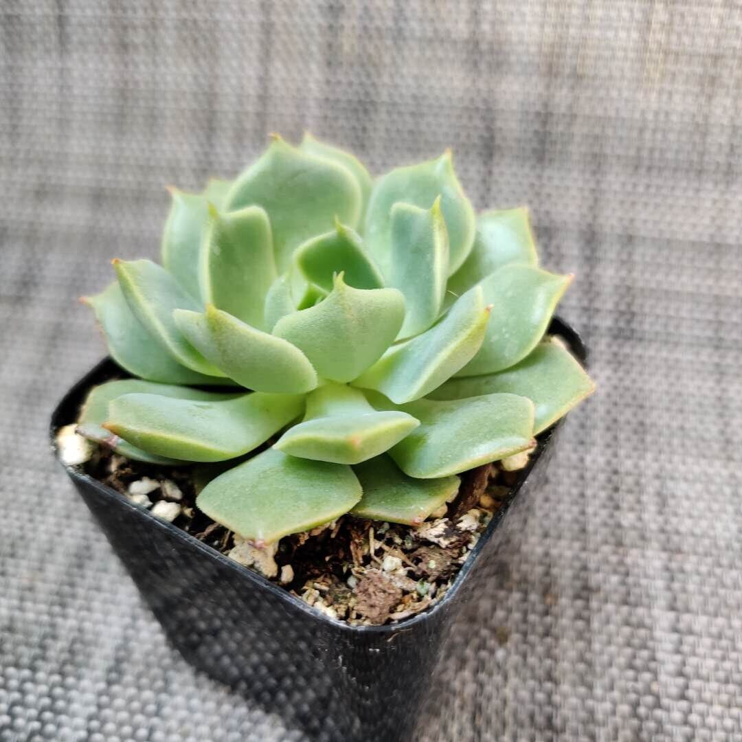 2” pot Echeveria mexican Hens And Chicks "Ramillette" - Variant 3