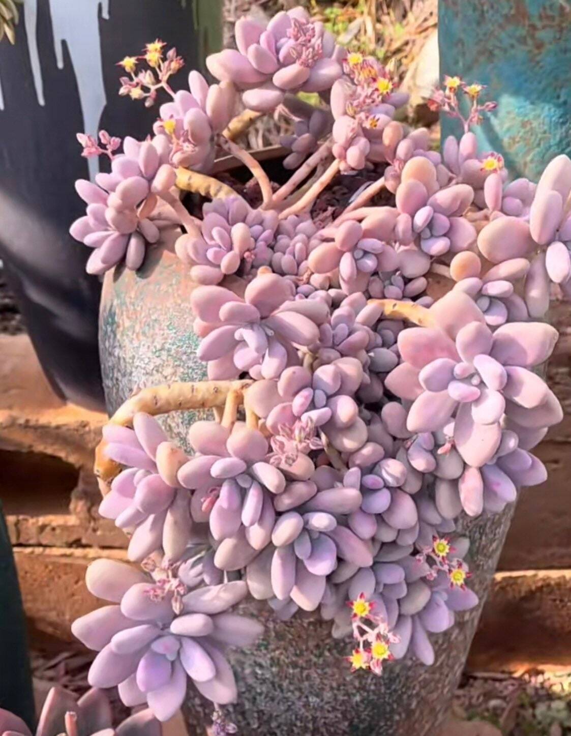 2" pot 4"pot Succulent Plants Pachyphytum Oviferum Pink Moonstones - Variant 4
