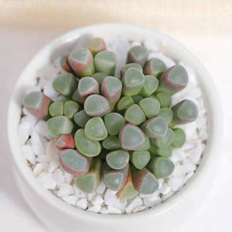 2" pot 4”pot Succulent Plants Fenestraria baby toes - 2”pot