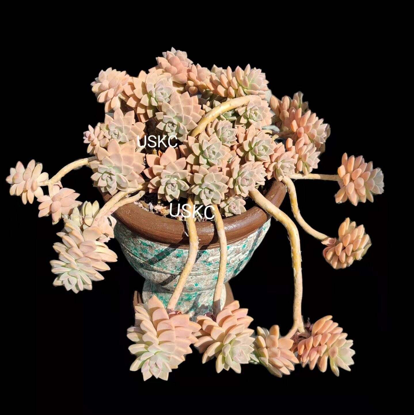 2" pot 4”pot Graptopetalum Paraguayense Ghosty plant - 2”pot