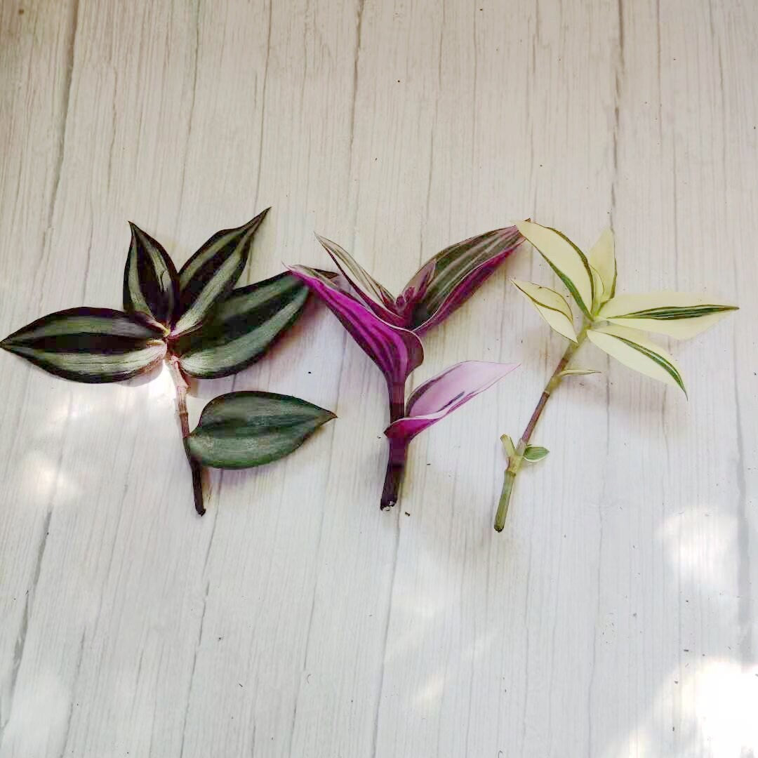 Wandering Jew Leave cutting Tradescantia/Callisia - 10 cutting mix
