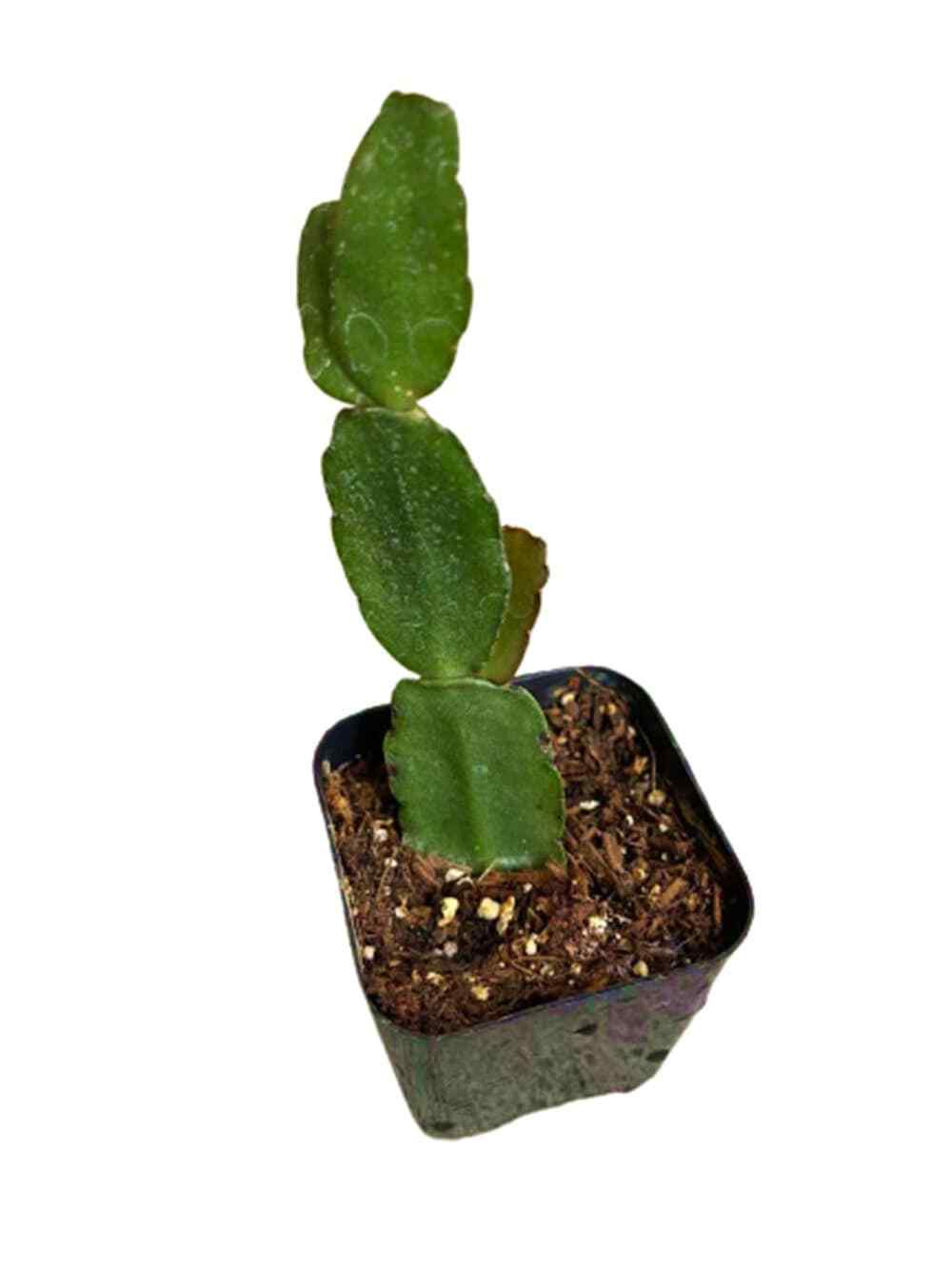 Rooted Easter Cactus(no blooms, bloom season in spring)
