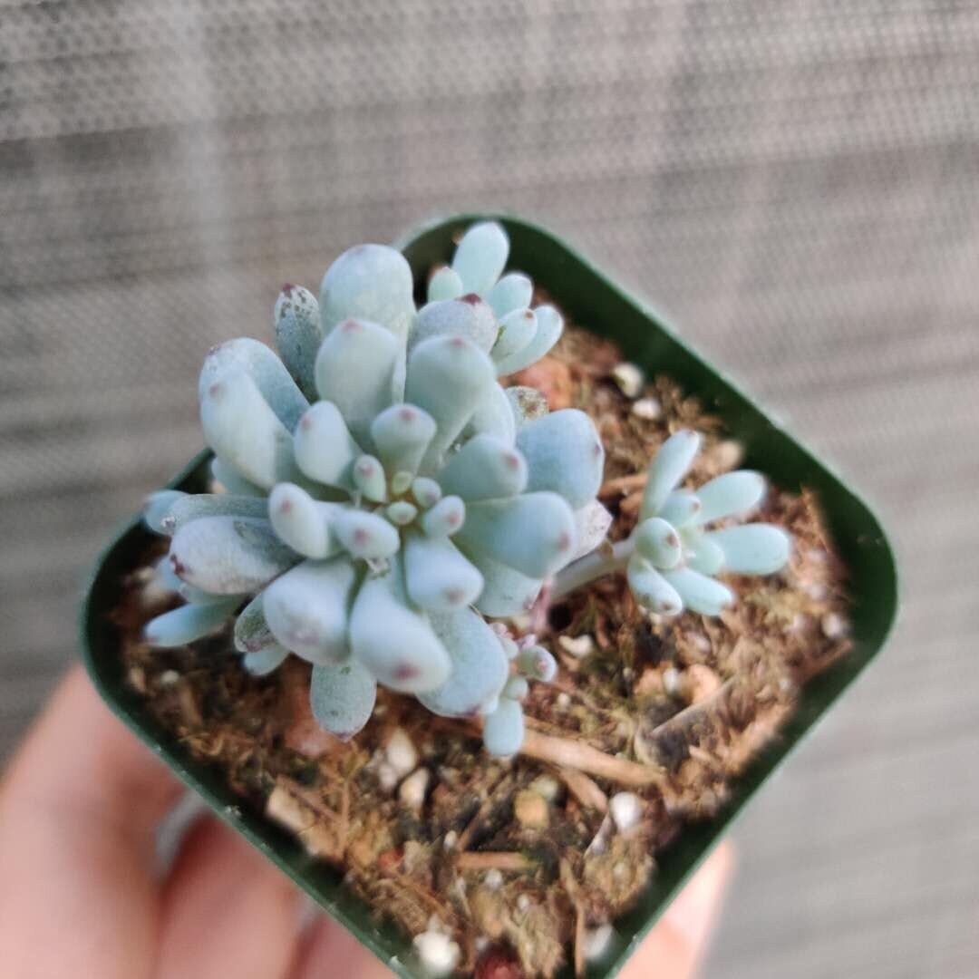 2"pot 4"pot Succulent Plants Graptopetalum Blue Beans - Variant 4