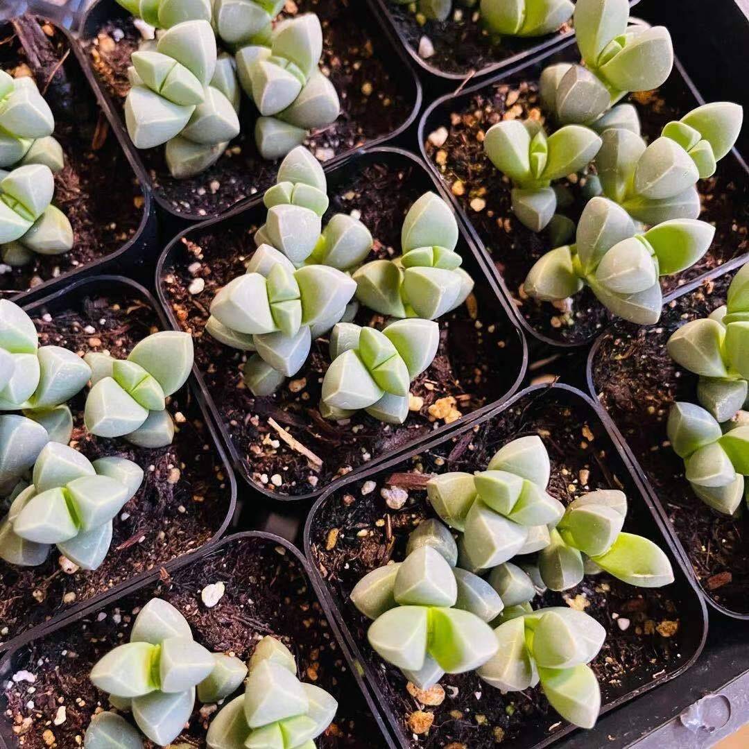 2"pot 4” pot Succulents Corpuscularia Lehmannii Ice Plant