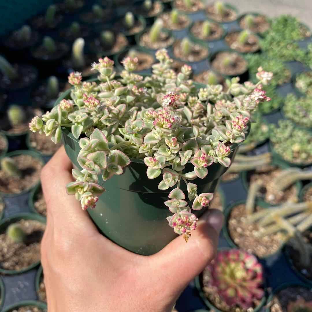 2”pot/4”pot Succulent Plants Sedum Little Missy - Variant 5