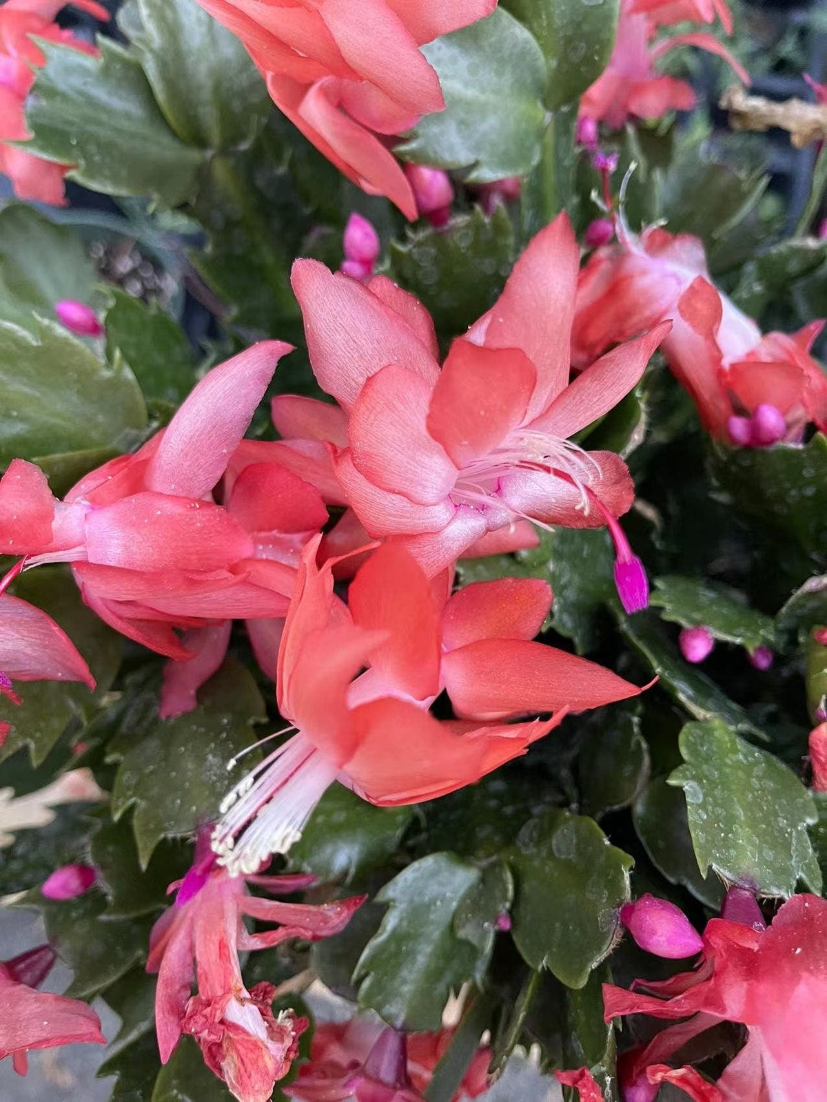 Unrooted Leave cuttings Thanksgiving cactus - 1pc-Red flower