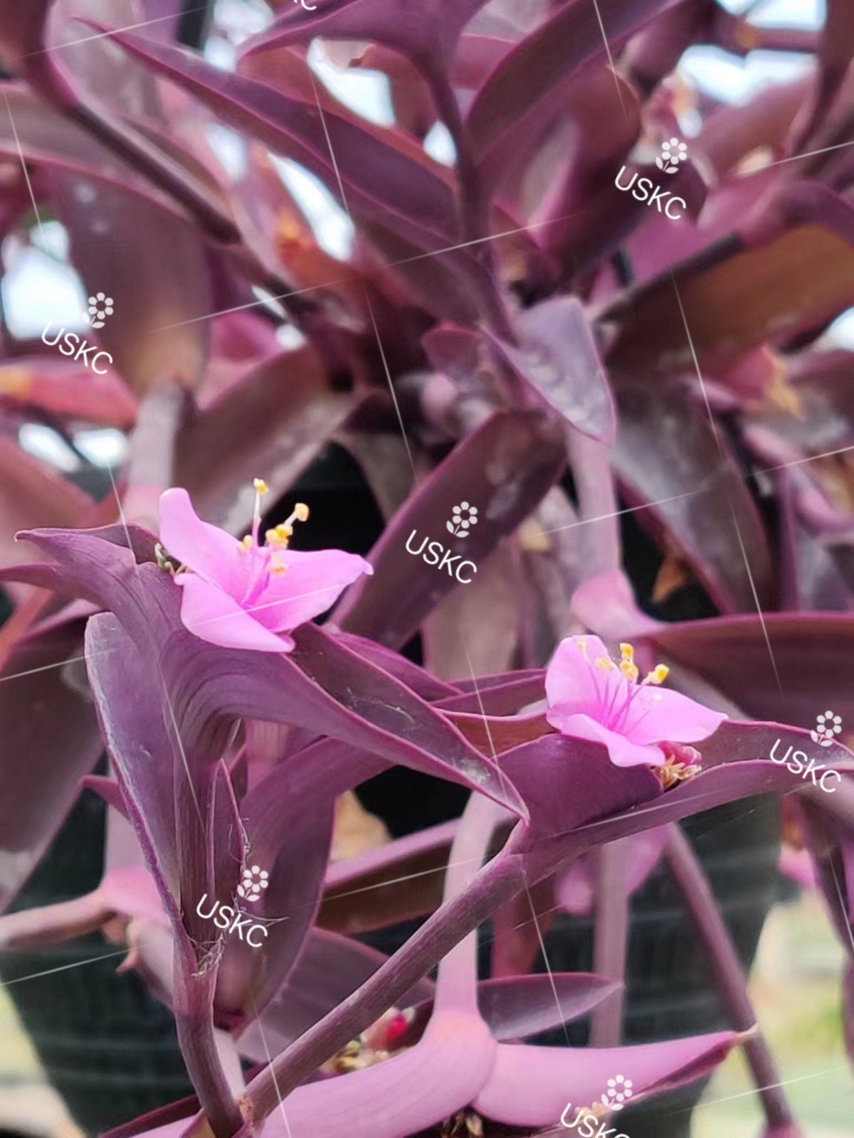 4" pot live plant Tradescantia Pallida" Purple Heart"