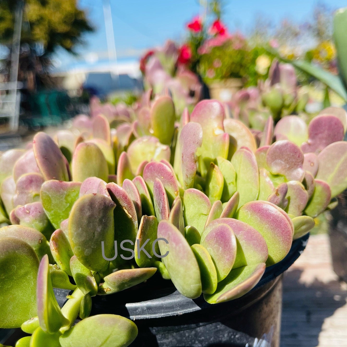 2” pot 4"pot Succulent plants Senecio jacobsenii Trailing Jade Purple - Variant 3