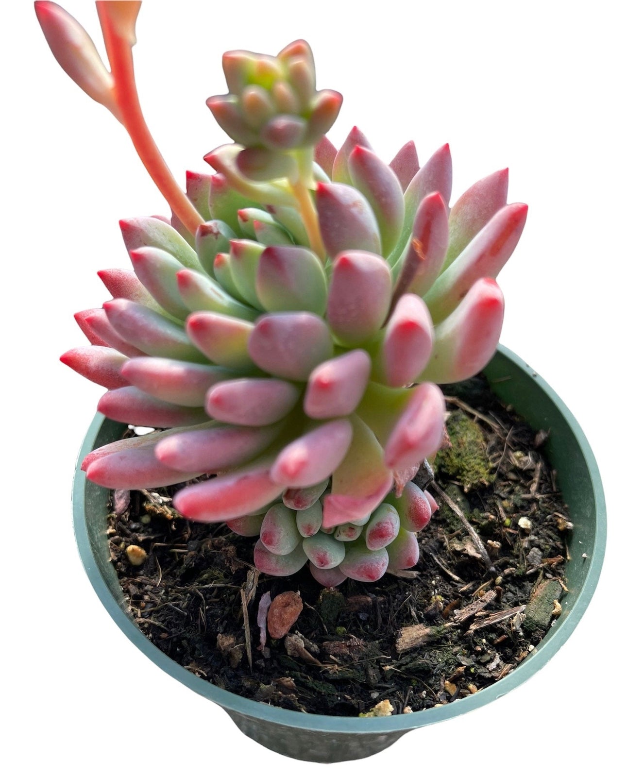 2"pot 4"pot Live Succulent plant Echeveria Blue Elf/Blue Apple - Variant 3