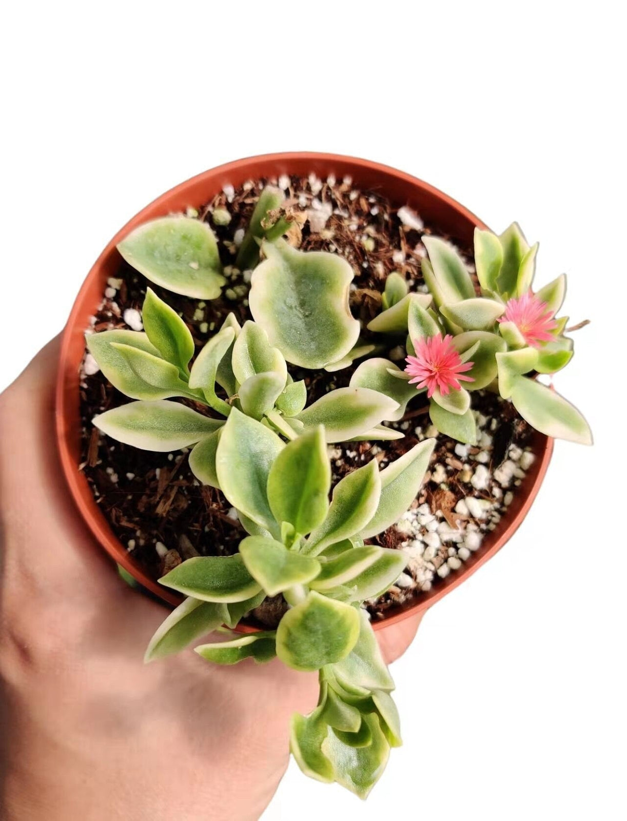 2"pot 4“pot Succulent Plants aptenia cordifolia variegata - Variant 4