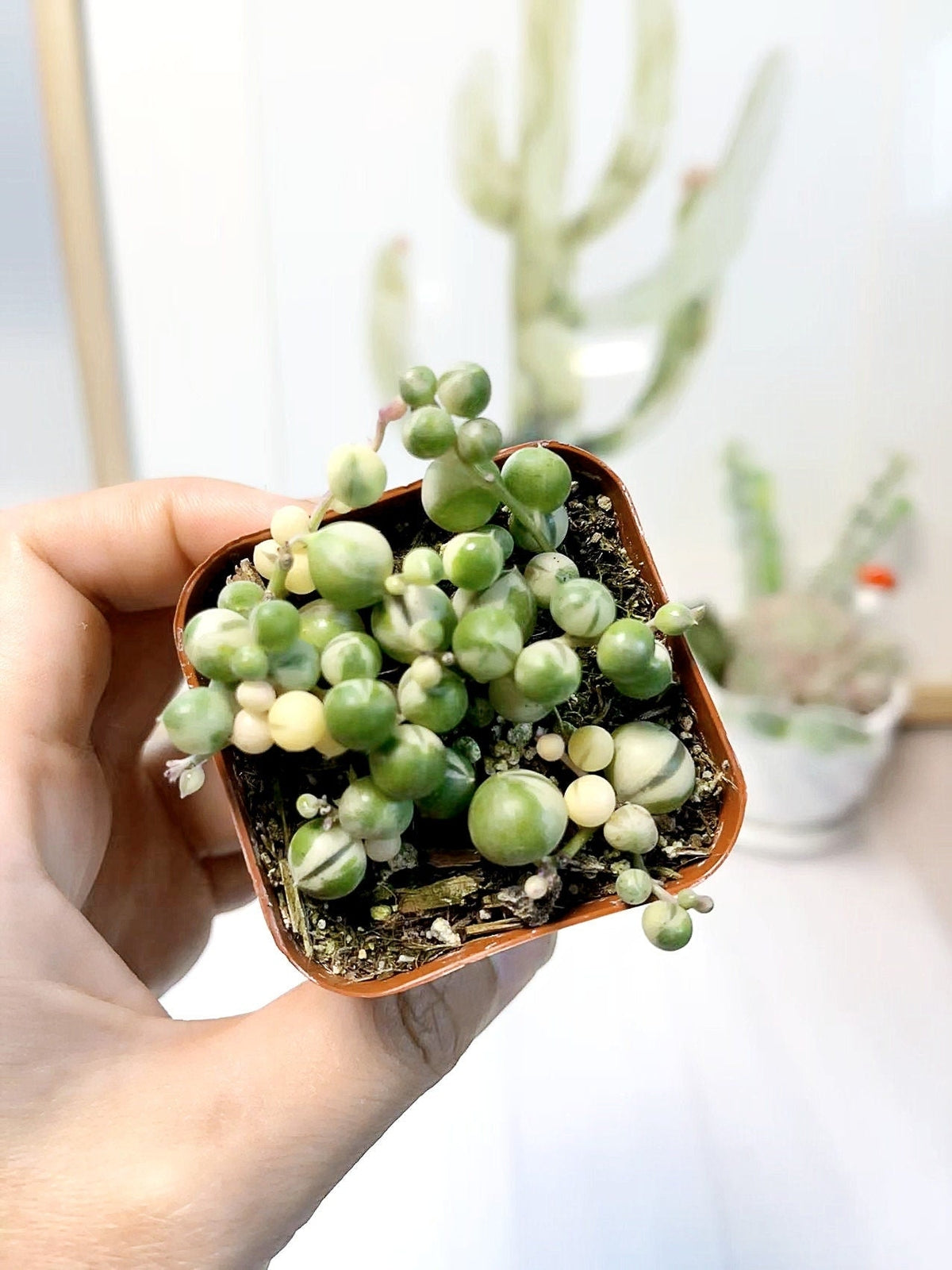 2"pot 2.5” pot 4"pot String of pearls variegated