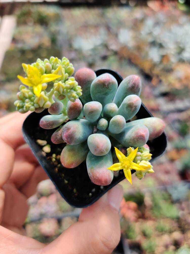 2” Sedum Pachyphyllum - Default Title