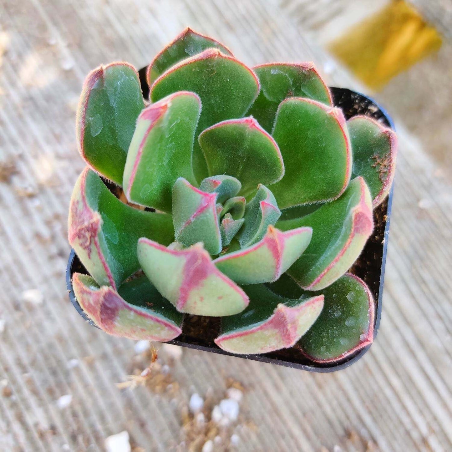 2"pot Echeveria 'Joan Daniels'
