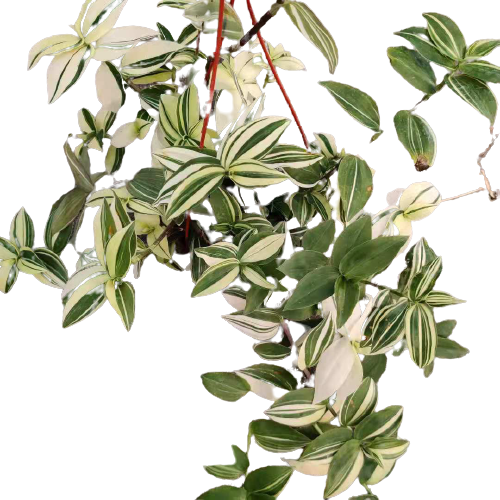 Tradescantia Nanouk/Fuzzy/Pale puma/Zebrina Burgundy