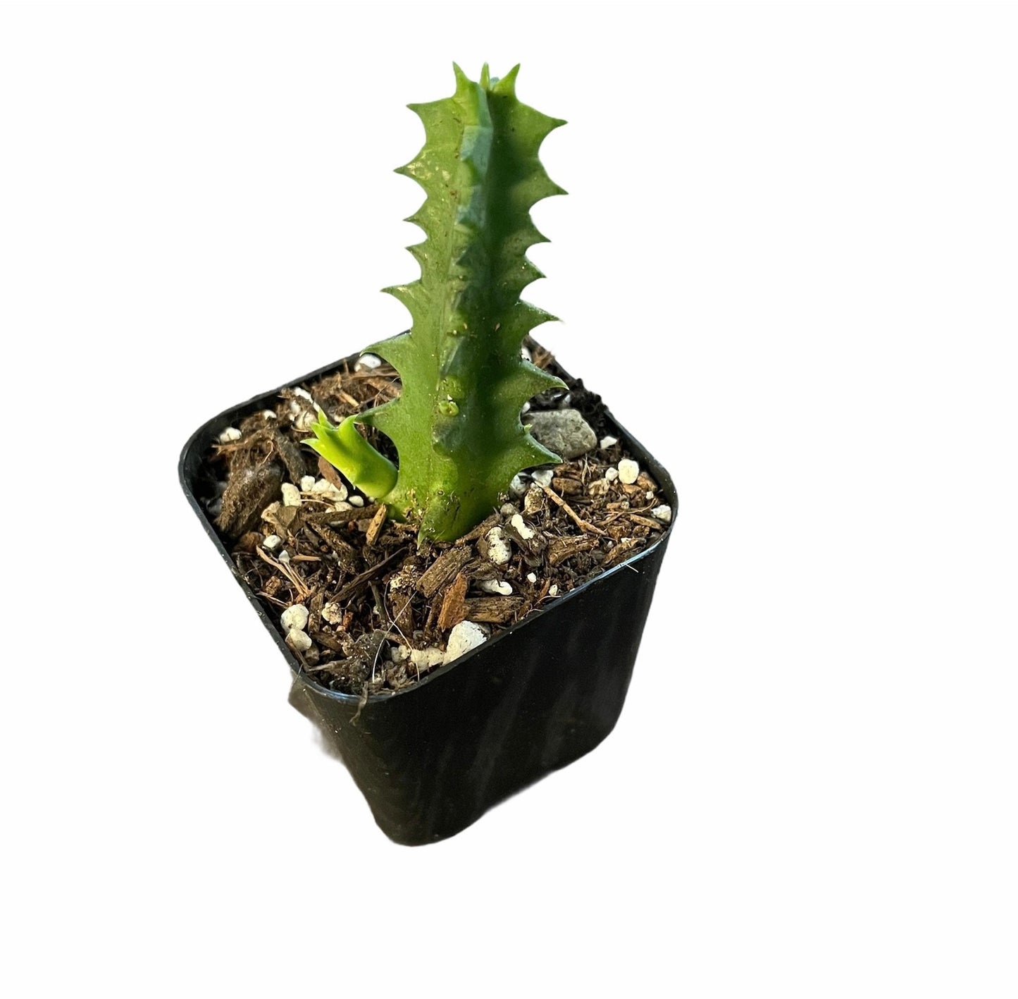 Rare Huernia Zebrina Lifesaver Succulent Cactus | Live Plant in 2" / 2.5" Pot - 2"pot