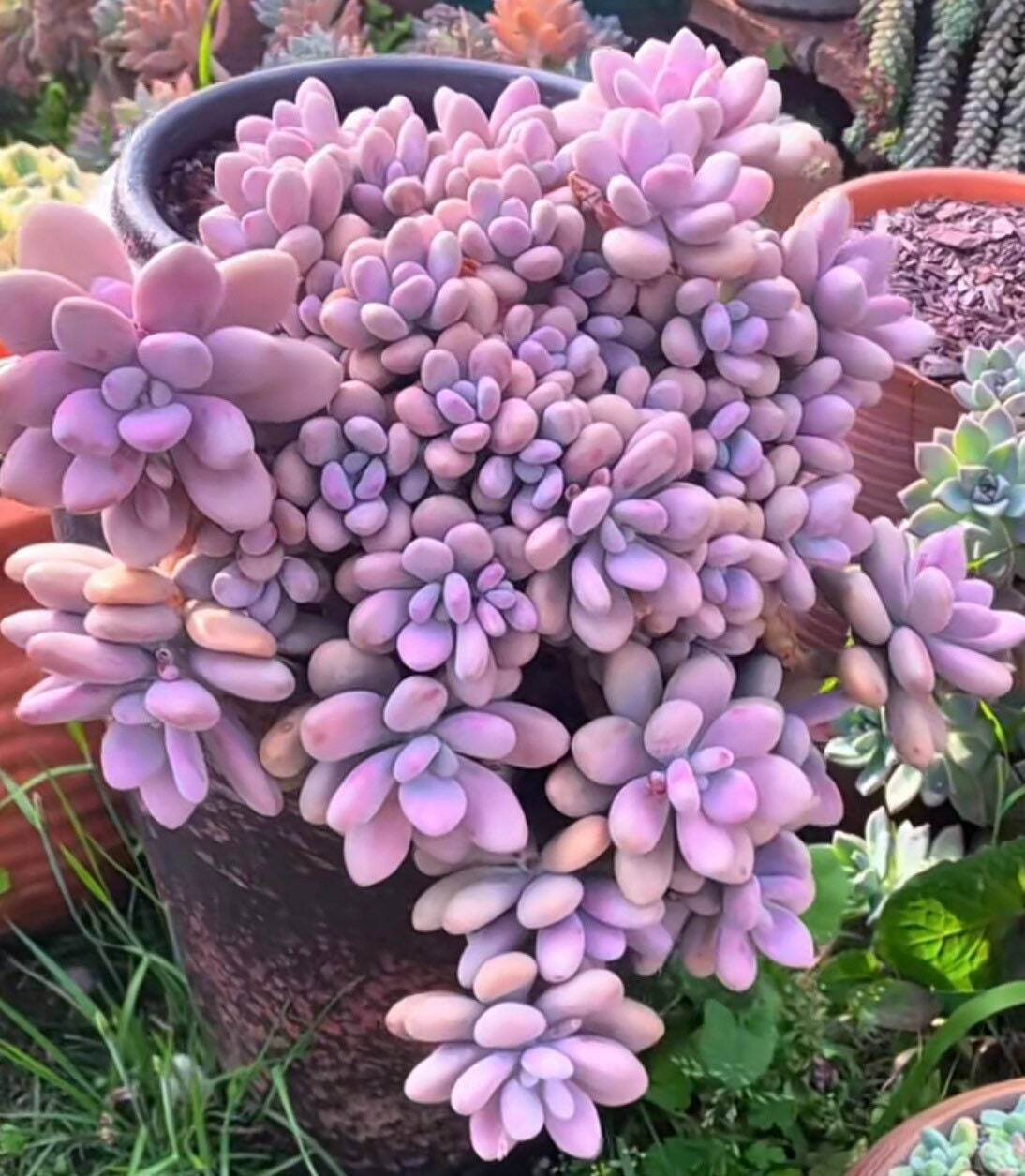 2" pot 4"pot Succulent Plants Pachyphytum Oviferum Pink Moonstones - 4"pot