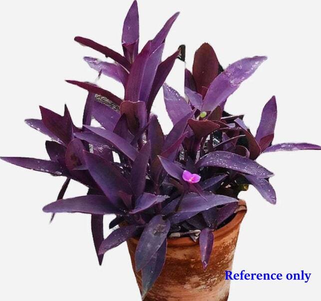 4" pot live plant Tradescantia Pallida" Purple Heart" - bare roots ship