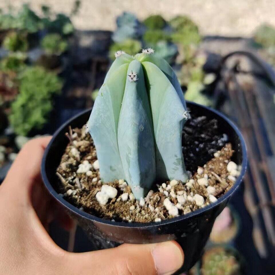 2" pot 4"pot Blue Candle Cactus Myrtillocactus Geometrizans