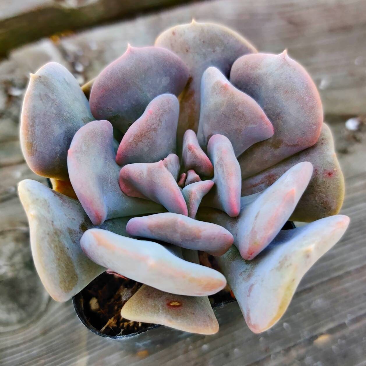 2“ pot Succulents Echeveria Cubic Frost - Default Title