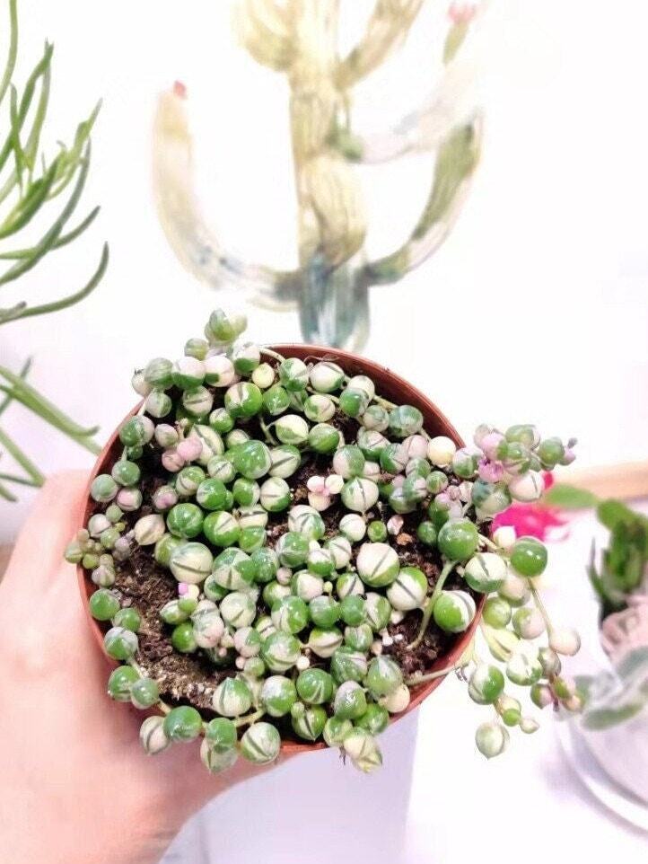 2"pot 2.5” pot 4"pot String of pearls variegated - 2.5"pot