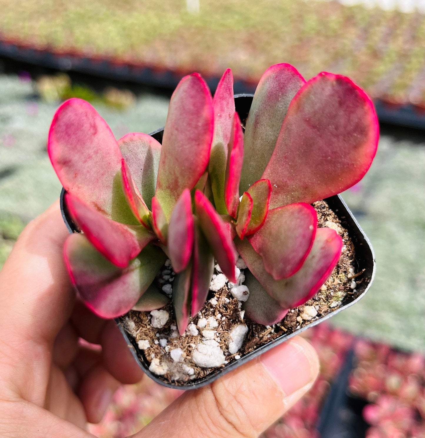 2”pot Crassula Platyphylla Variegated - Default Title