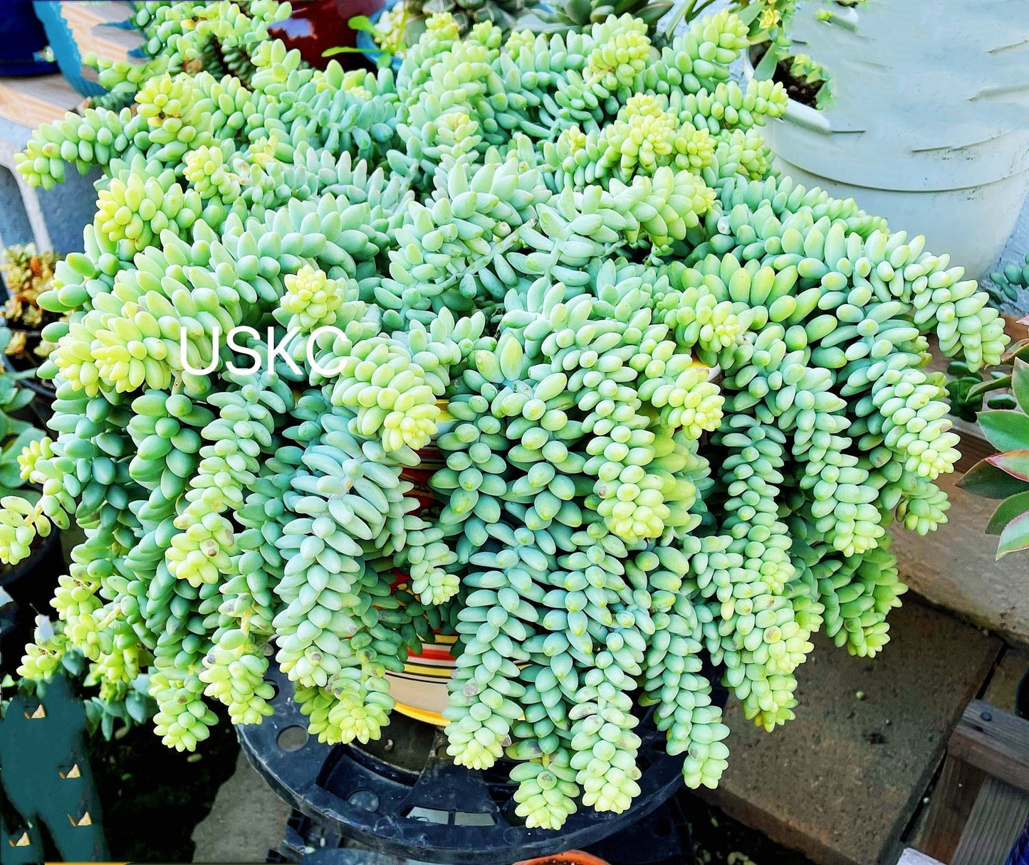 2”pot Succulent Sedum Morganianum Donkey Tail - 4"pot