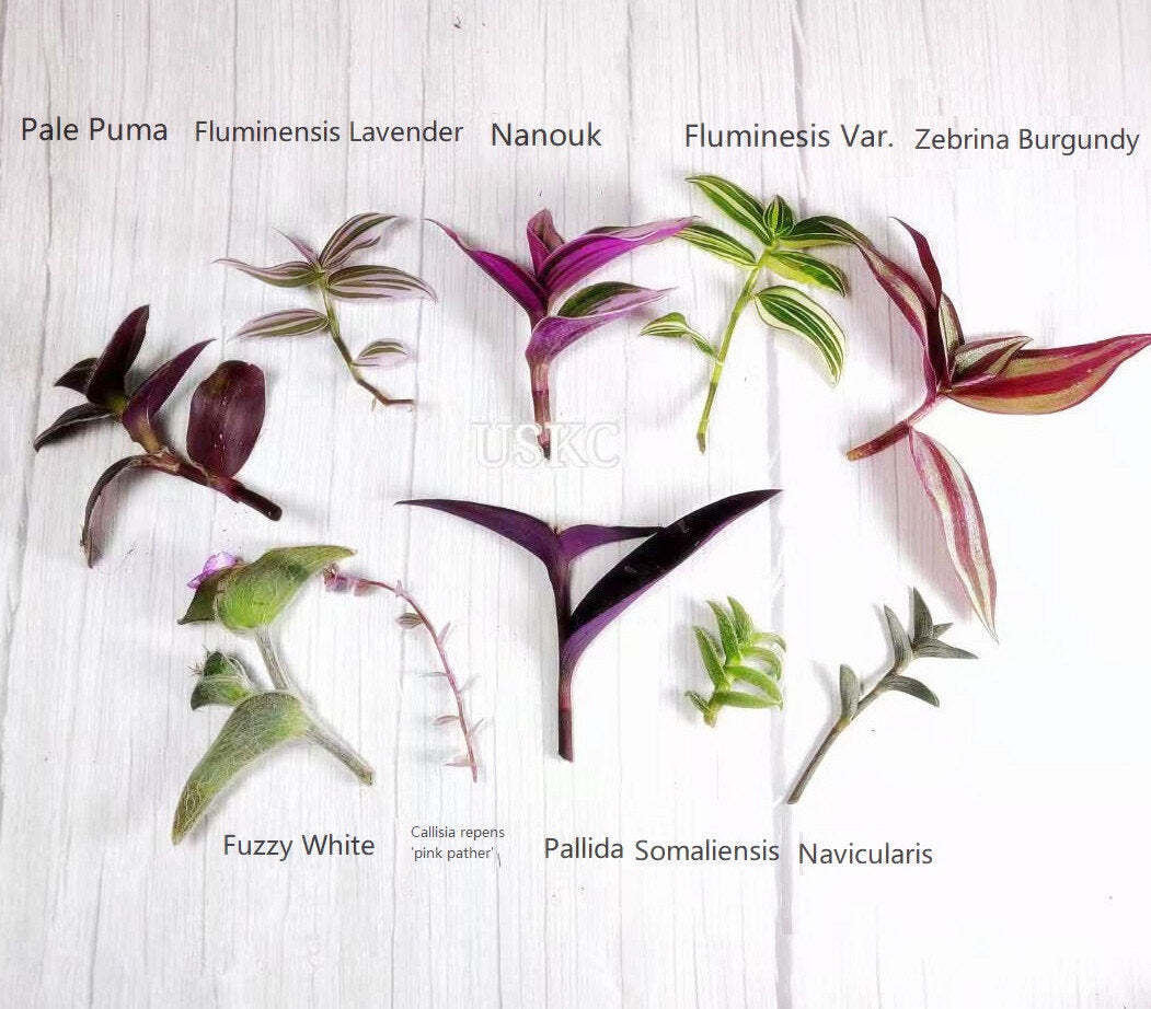 Wandering Jew Leave cutting Tradescantia/Callisia - 3pc Fluminensis Var.