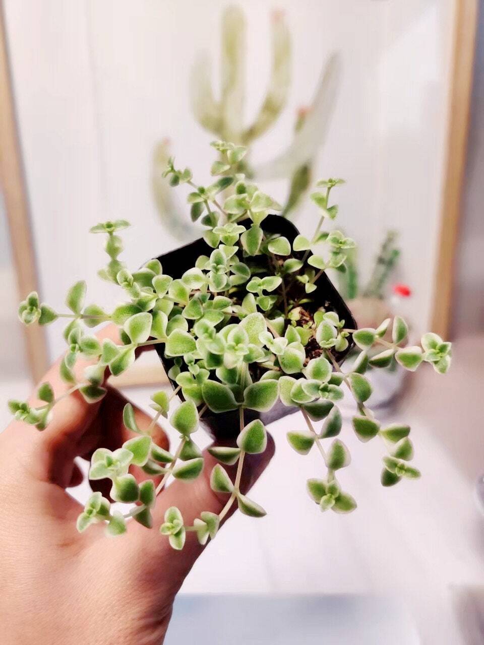 2”pot/4”pot Succulent Plants Sedum Little Missy - Variant 3