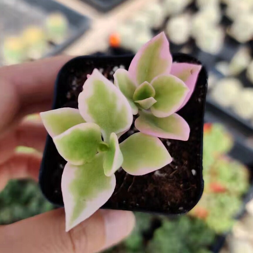 2"pot 4“pot Succulent Plants aptenia cordifolia variegata - Variant 3