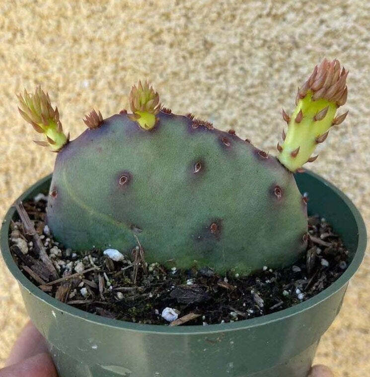 2”pot 4"pot Live purple color Opuntia Santa Rita