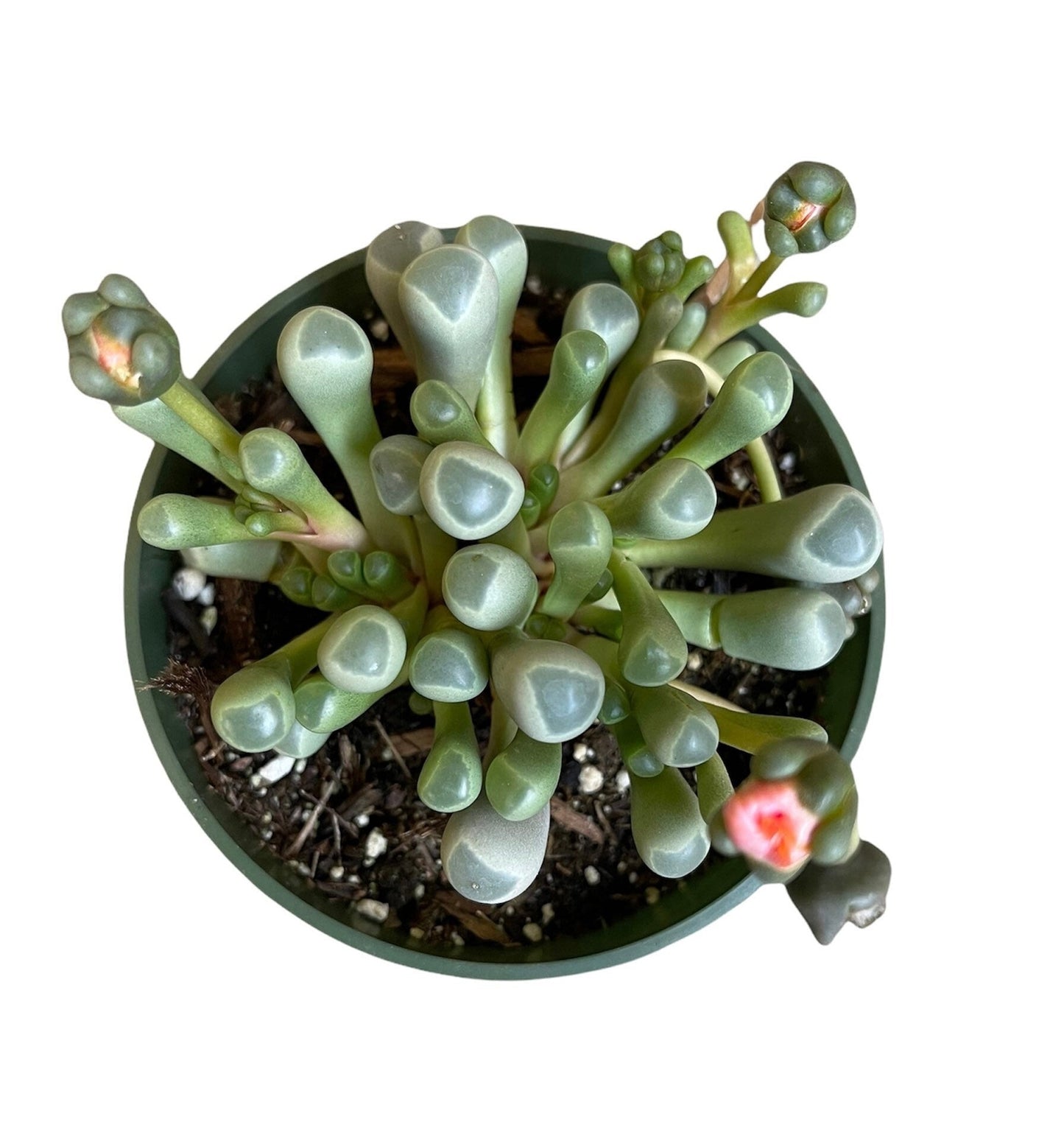 2" pot 4”pot Succulent Plants Fenestraria baby toes - Variant 5