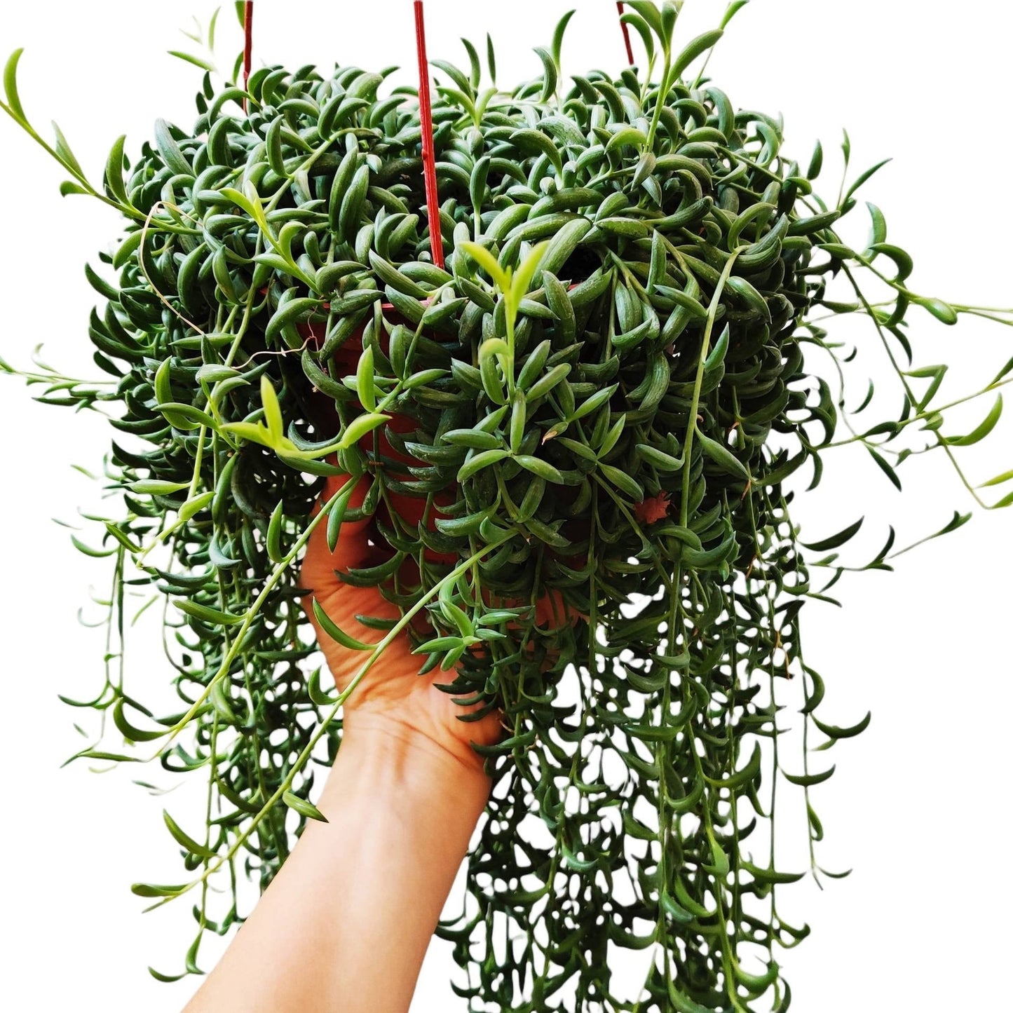 Cuttings/2" pot 4"pot String of Bananas Senecio radicans - 4"pot