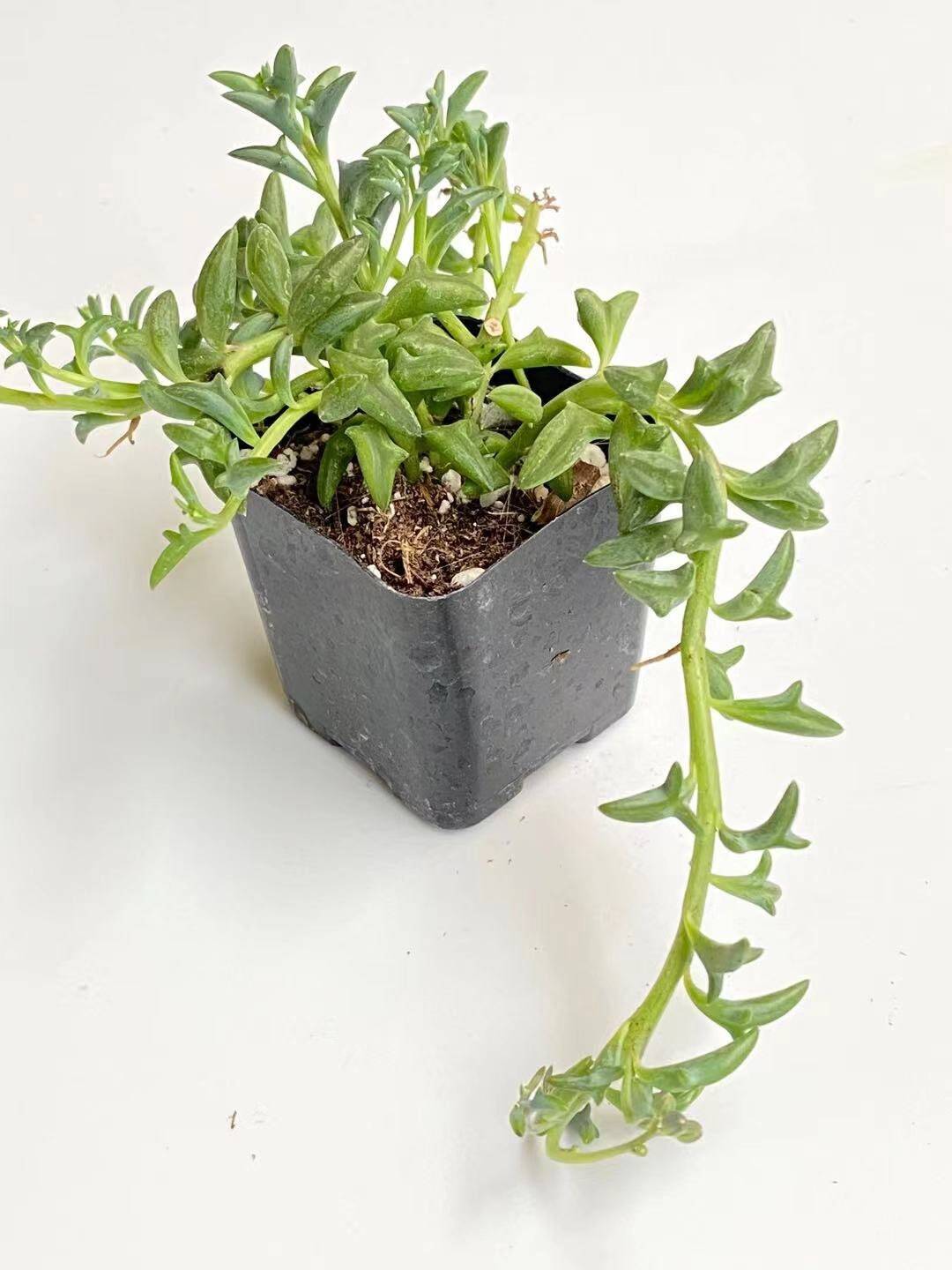 String of Dolphins Succulent | Live Cuttings or 2" Potted Plant - 2"pot