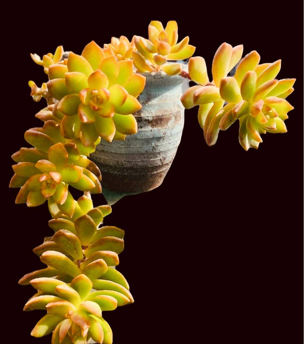 2"pot Sedum Adolphi Firestorm - Default Title