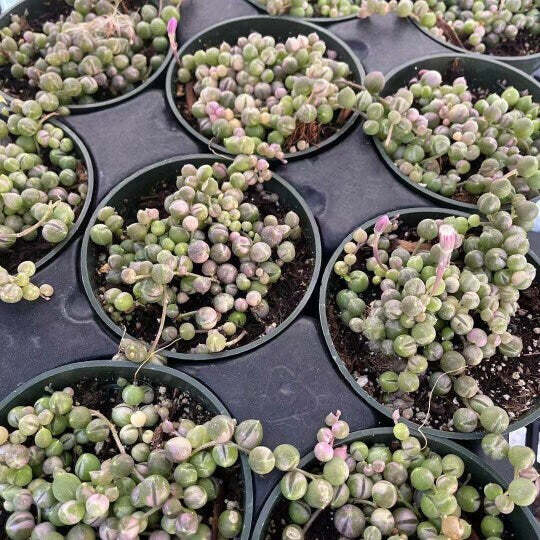 2"pot 2.5” pot 4"pot String of pearls variegated - Variant 6