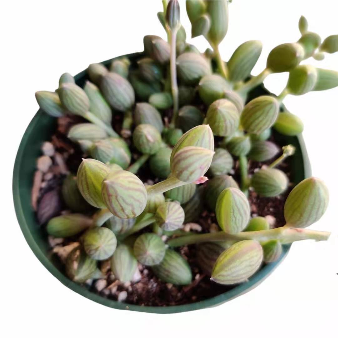 Cuttings/2"pot /4"pot Succulent Plants String of Watermelons rooted - Variant 5