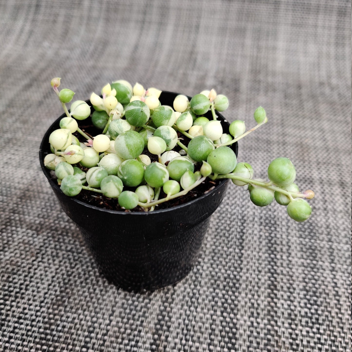2"pot 2.5” pot 4"pot String of pearls variegated - Variant 5