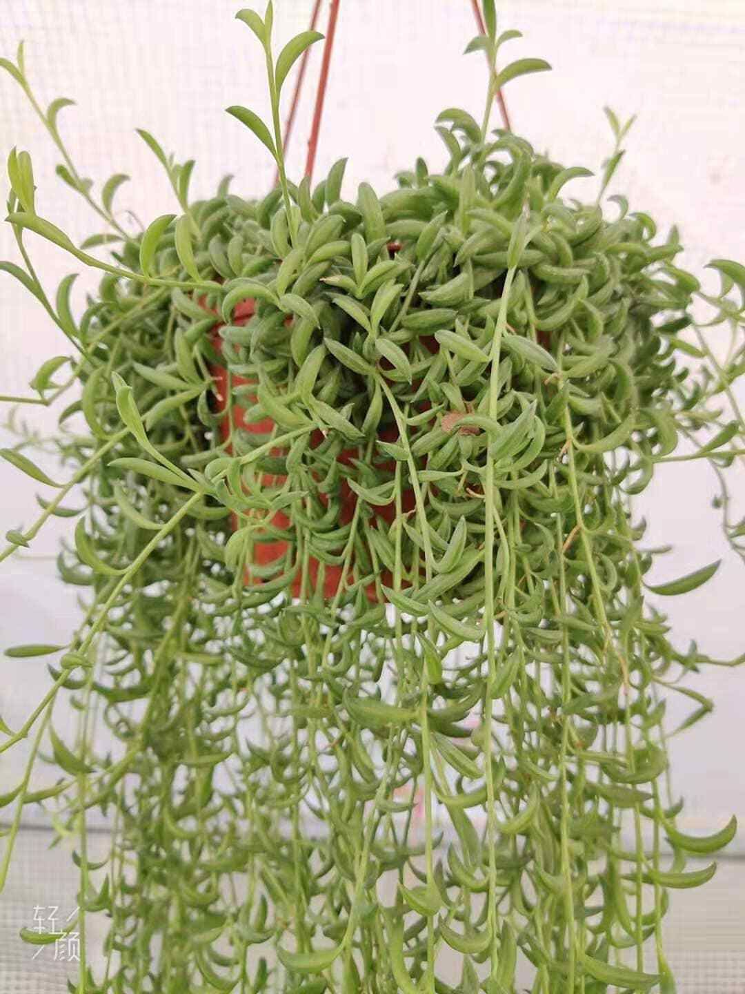 Cuttings/2" pot 4"pot String of Bananas Senecio radicans - 3pcs 8” no root cuts